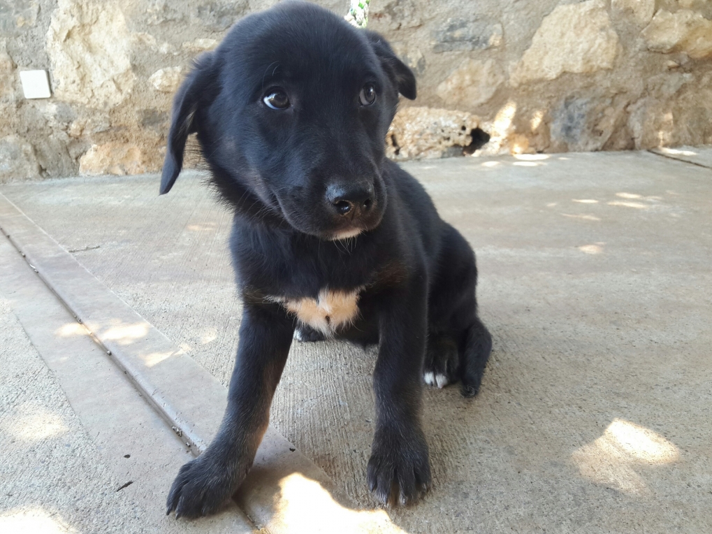 Blacky