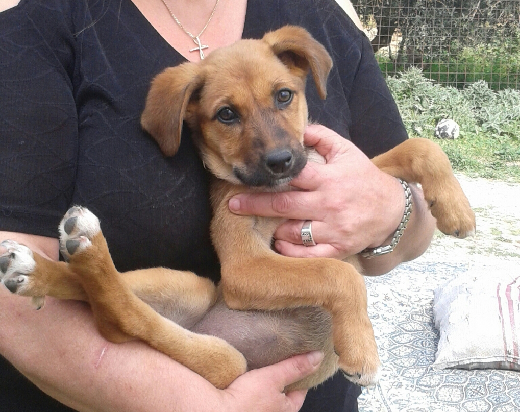 Charoula