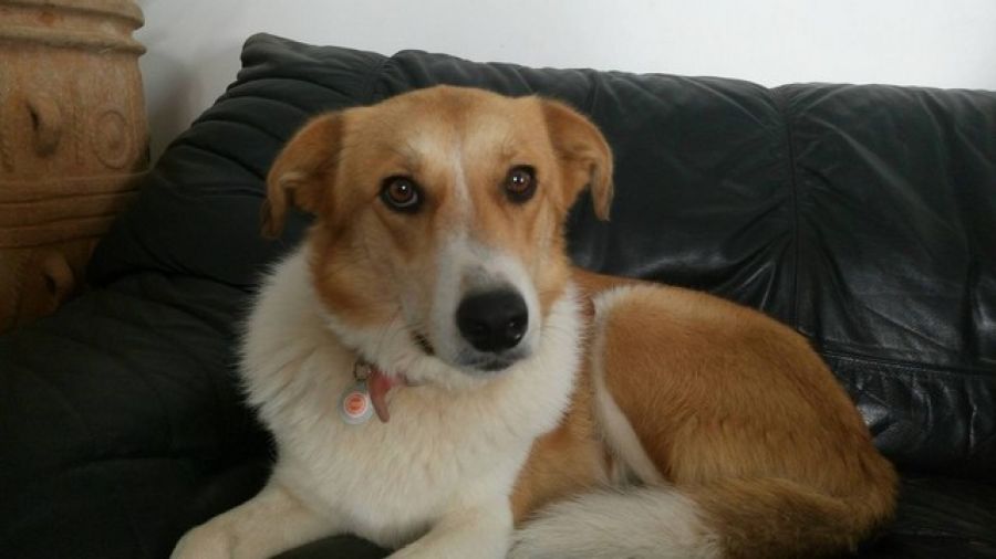 Bonnie
