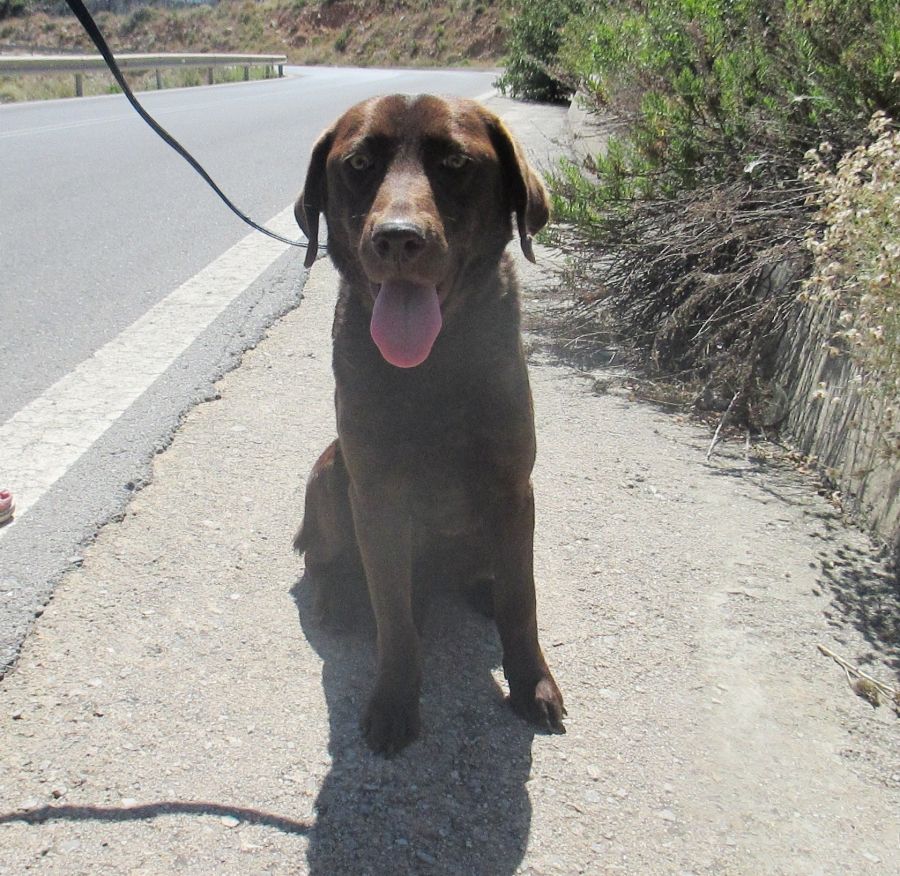 Marron
