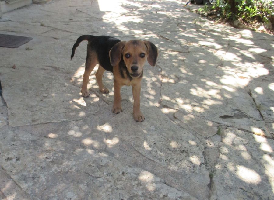 Lino