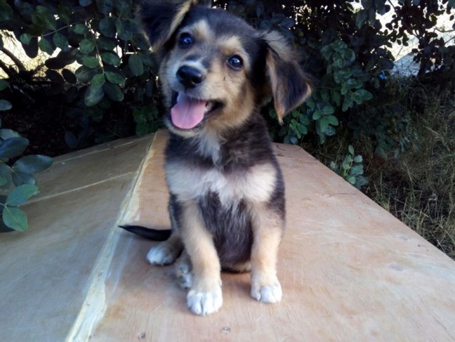 Paco