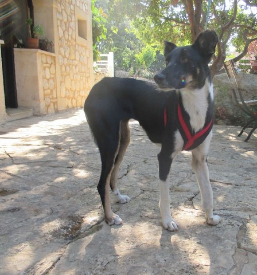 Tsika