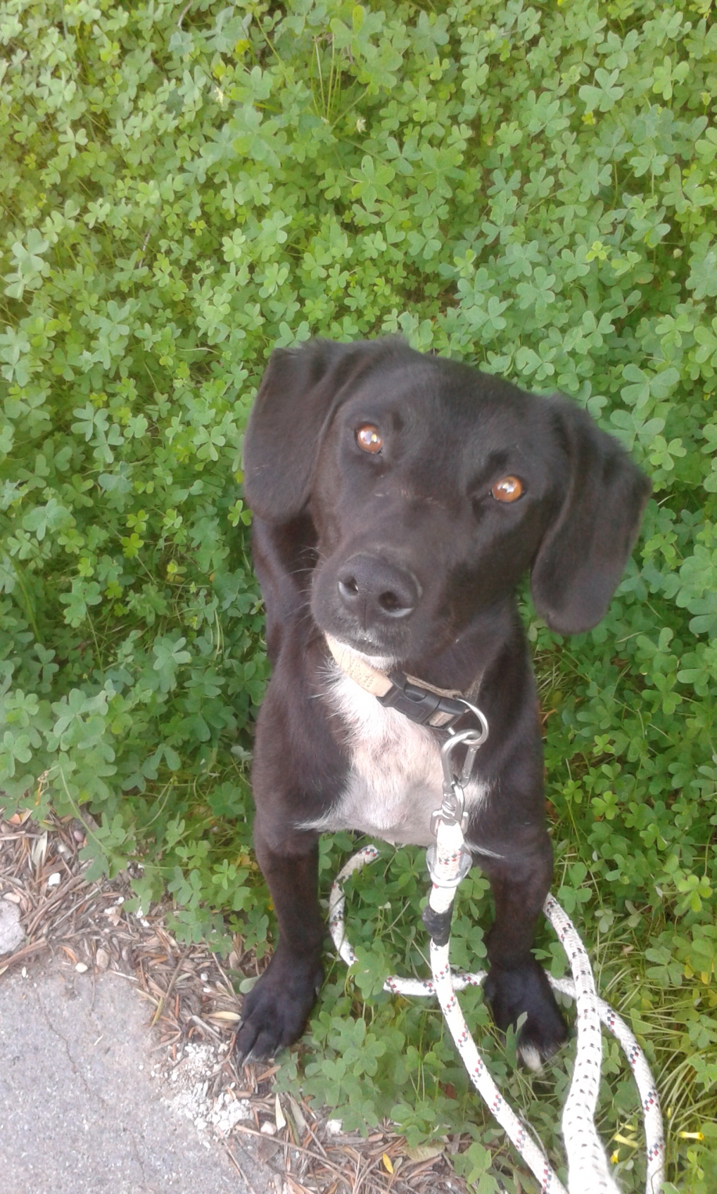 Cooper