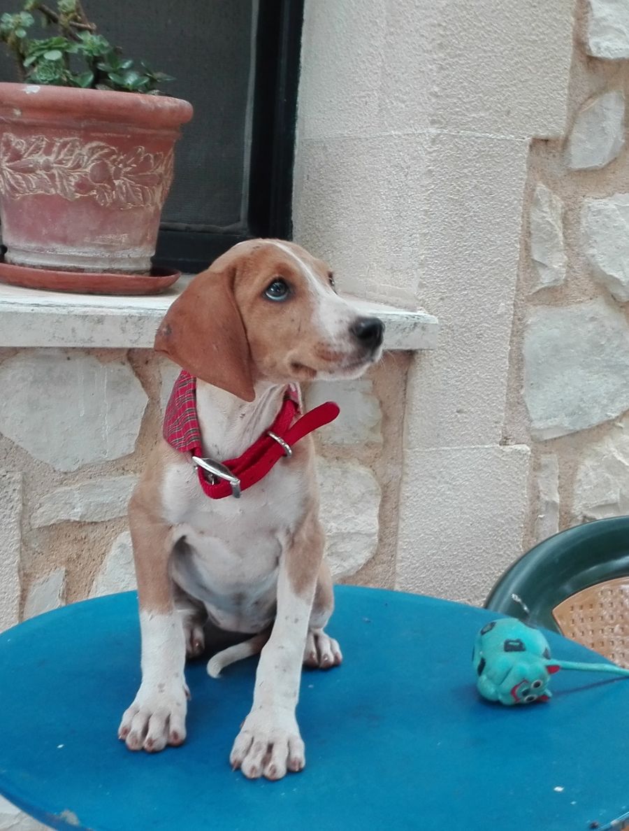 Errika