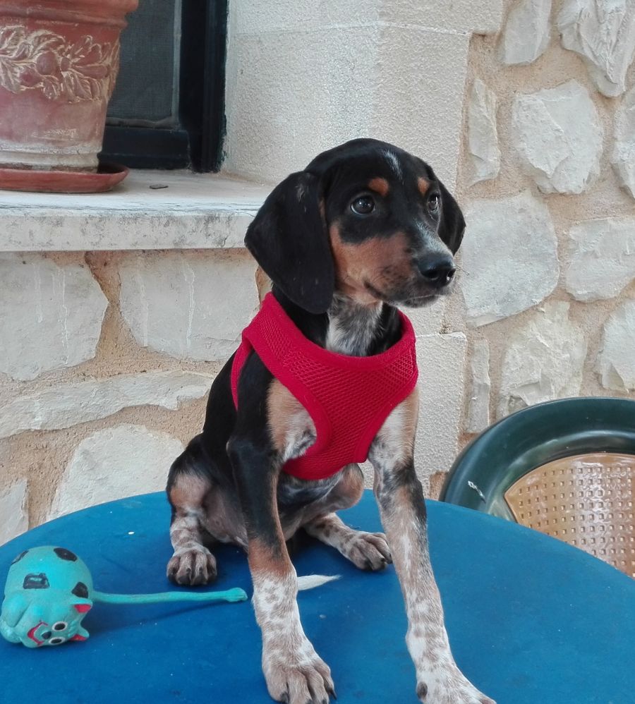 Malvina