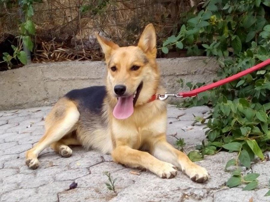 Zorro